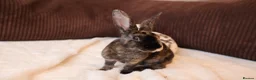 Mini Lop rabbits for sale: Mini Plush Lop Buck & Mini Rex Doe Ready  🐰 - Advert 6