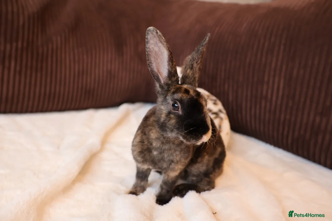 Mini Lop rabbits for sale: Mini Plush Lop Buck & Mini Rex Doe Ready  🐰 - Advert 6