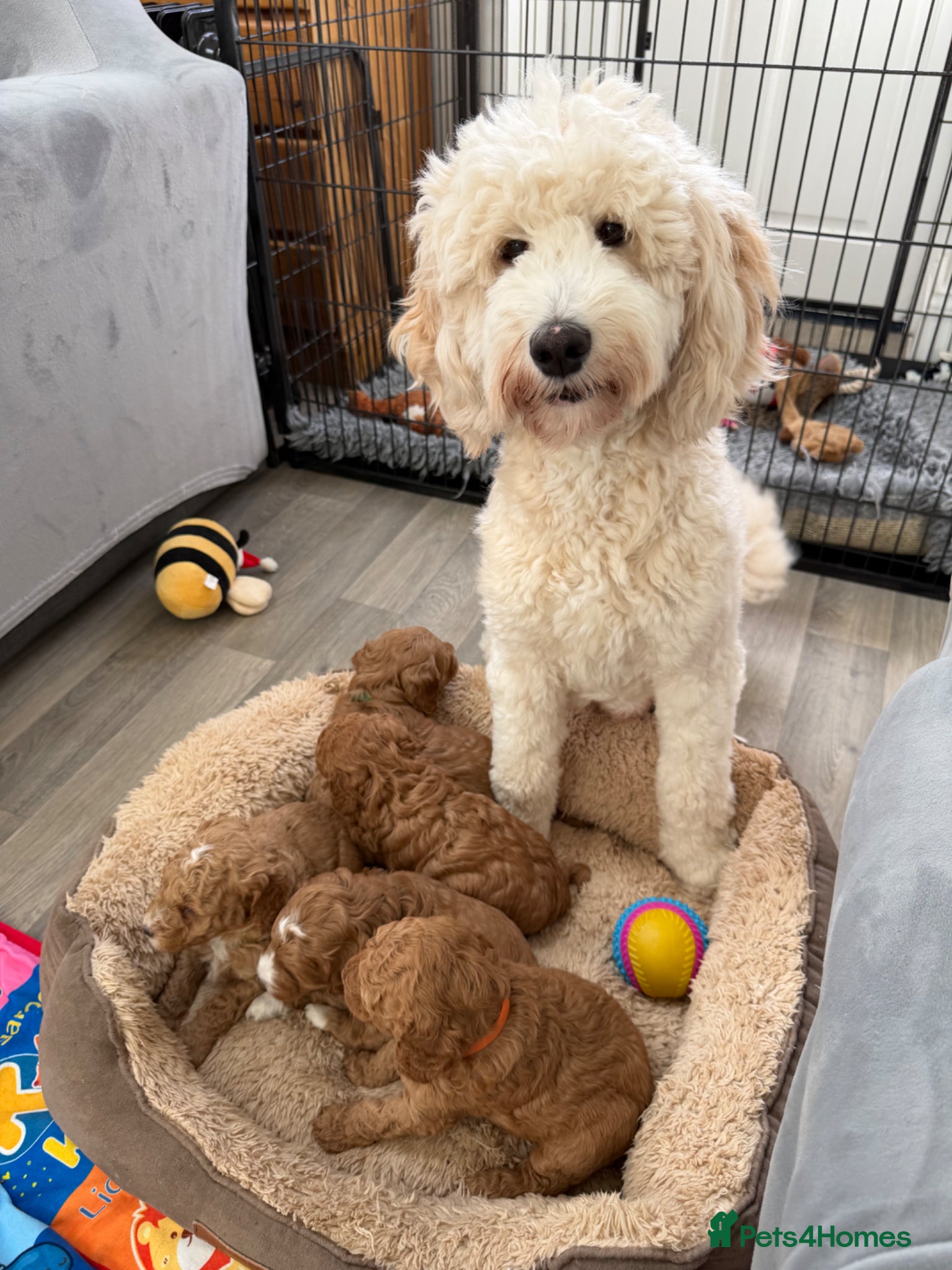 Australian Labradoodle dogs Australian Labradoodle Puppies - Advert 1