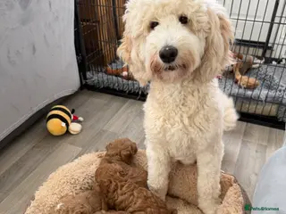 Australian Labradoodle dogs for sale: Australian Labradoodle Puppies - Advert 1