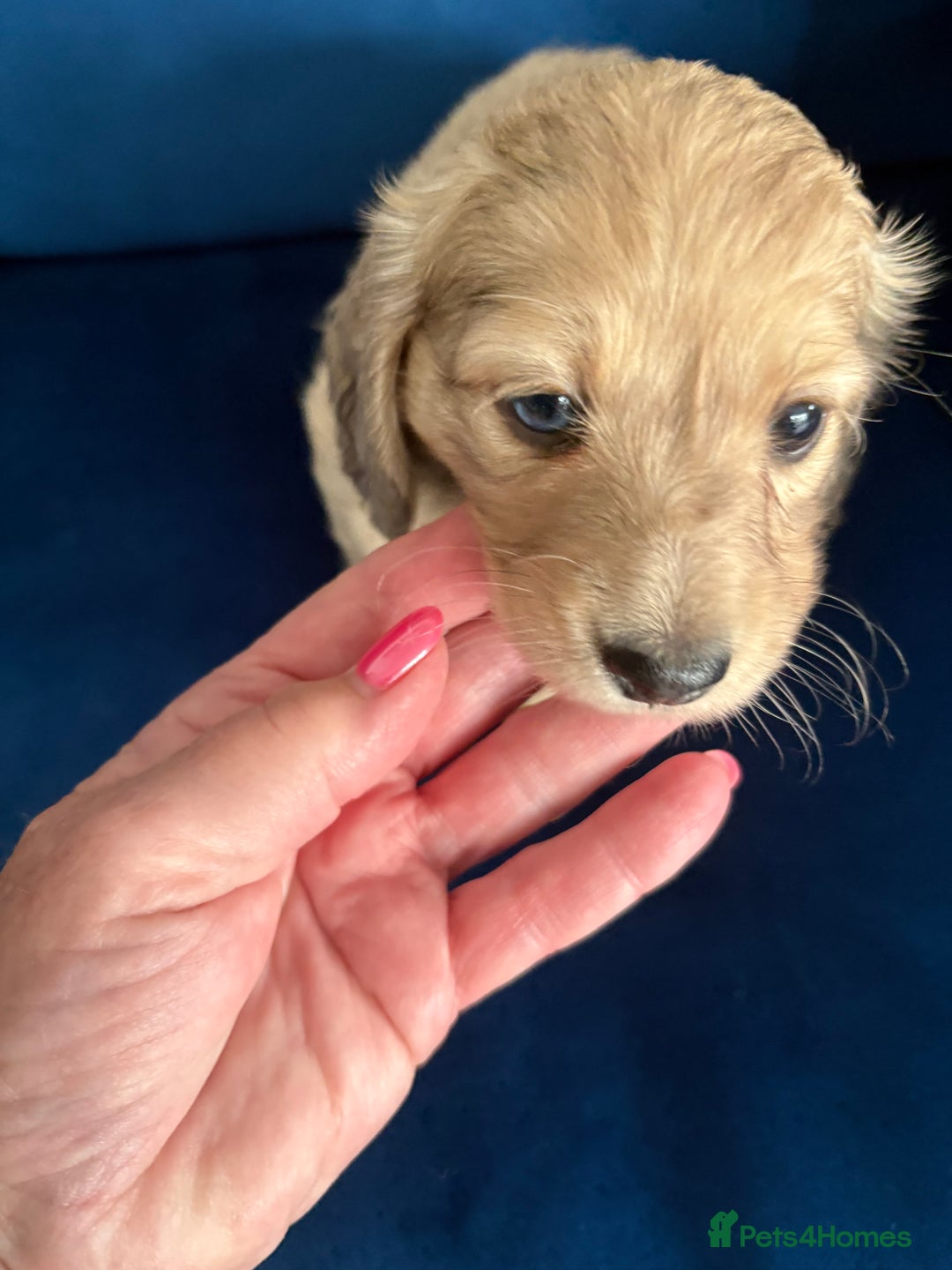 Dachshund dogs for sale: Miniature long haired dachshund pups KC registered - Image 15