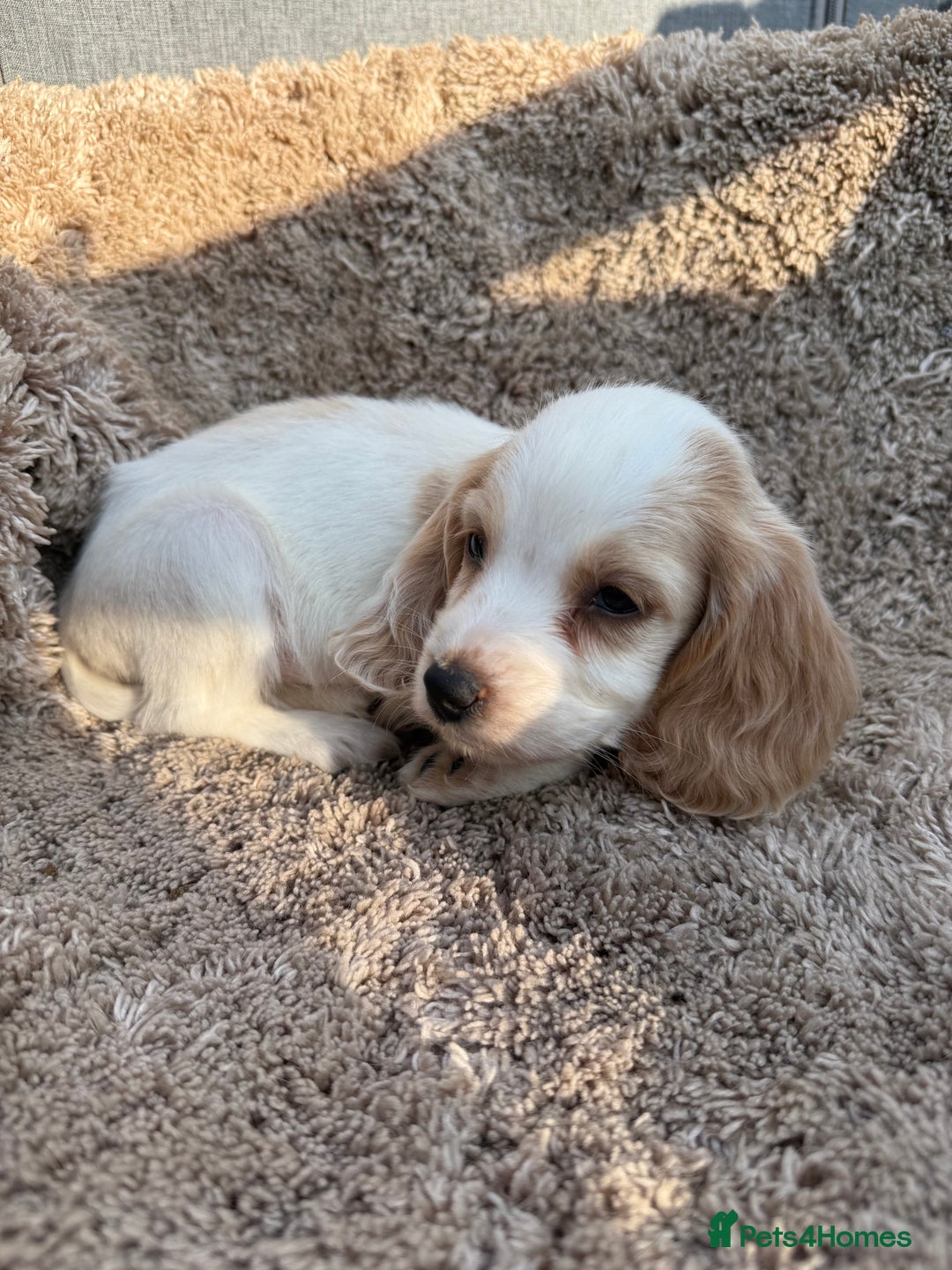 Cocker Spaniel dogs for sale: ⭐️READY TO LEAVE NOW - COCKER SPANIELS ⭐️ - Image 6