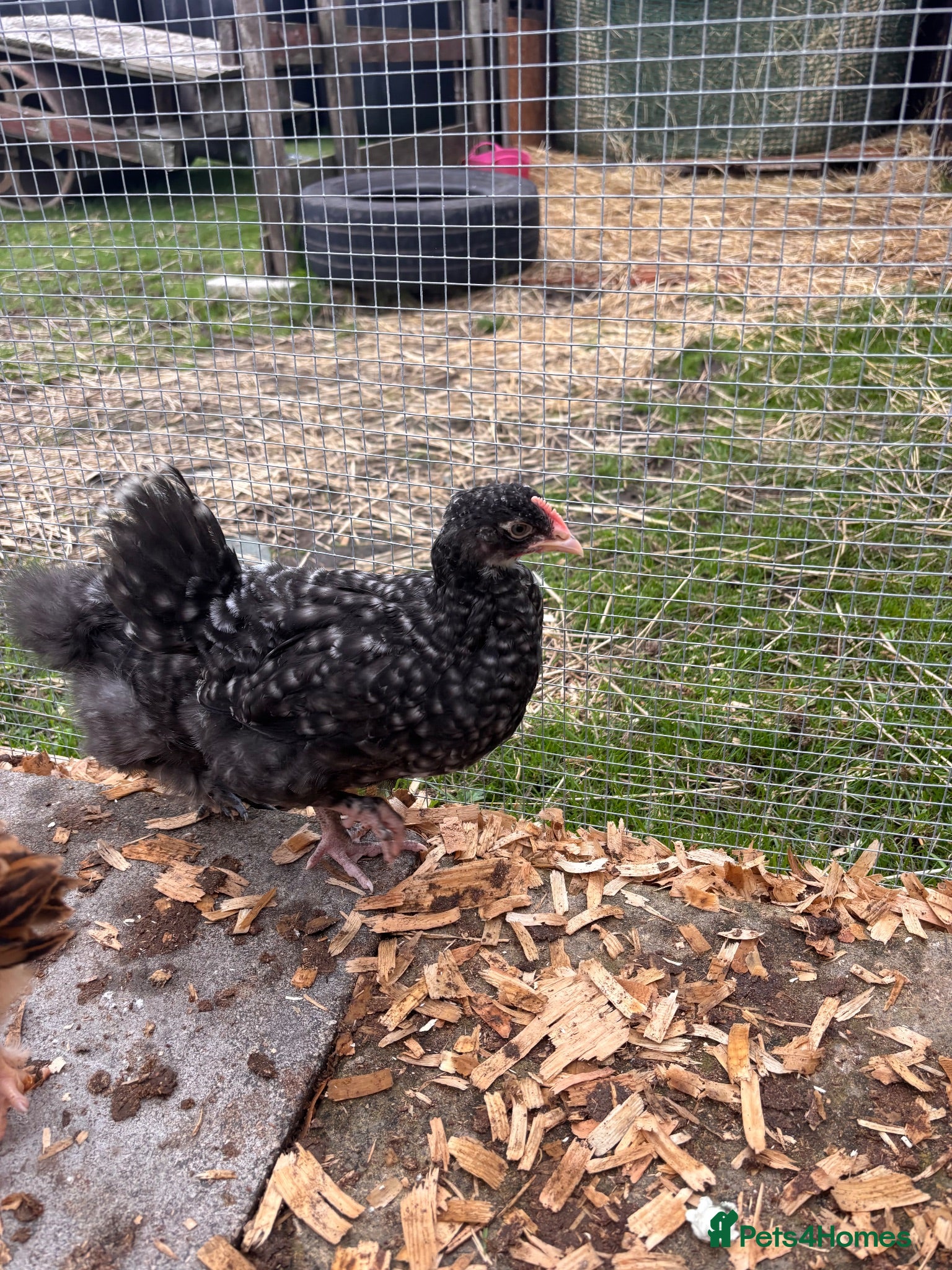 Mixed Breed poultry Chicks mixed farm breed & Silkies - Advert 17
