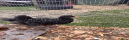 Mixed Breed poultry for sale: Chicks mixed farm breed & Silkies - Advert 1