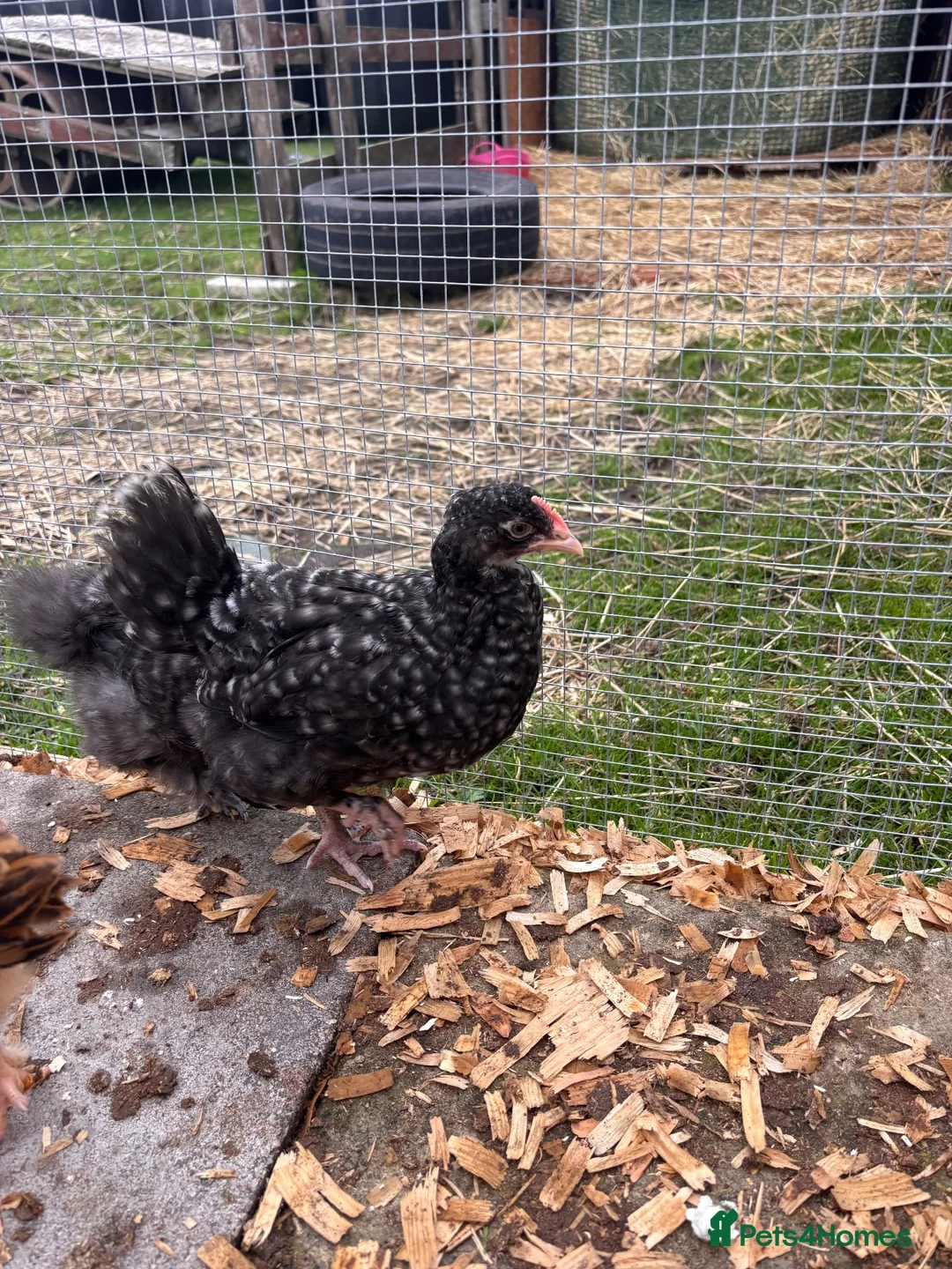 Mixed Breed poultry for sale: Chicks mixed farm breed & Silkies - Advert 1