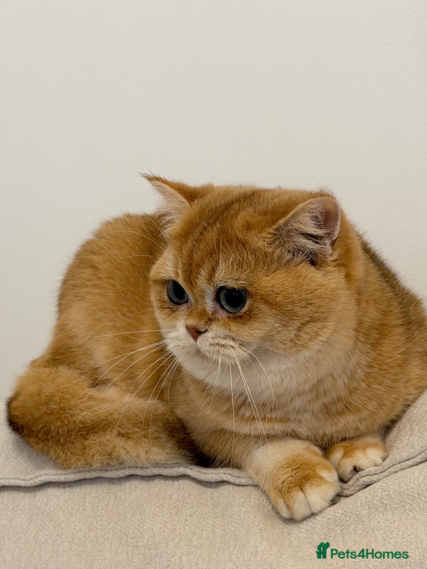 British Shorthair cats for sale: Active British Shorthair Female  - Advert 1