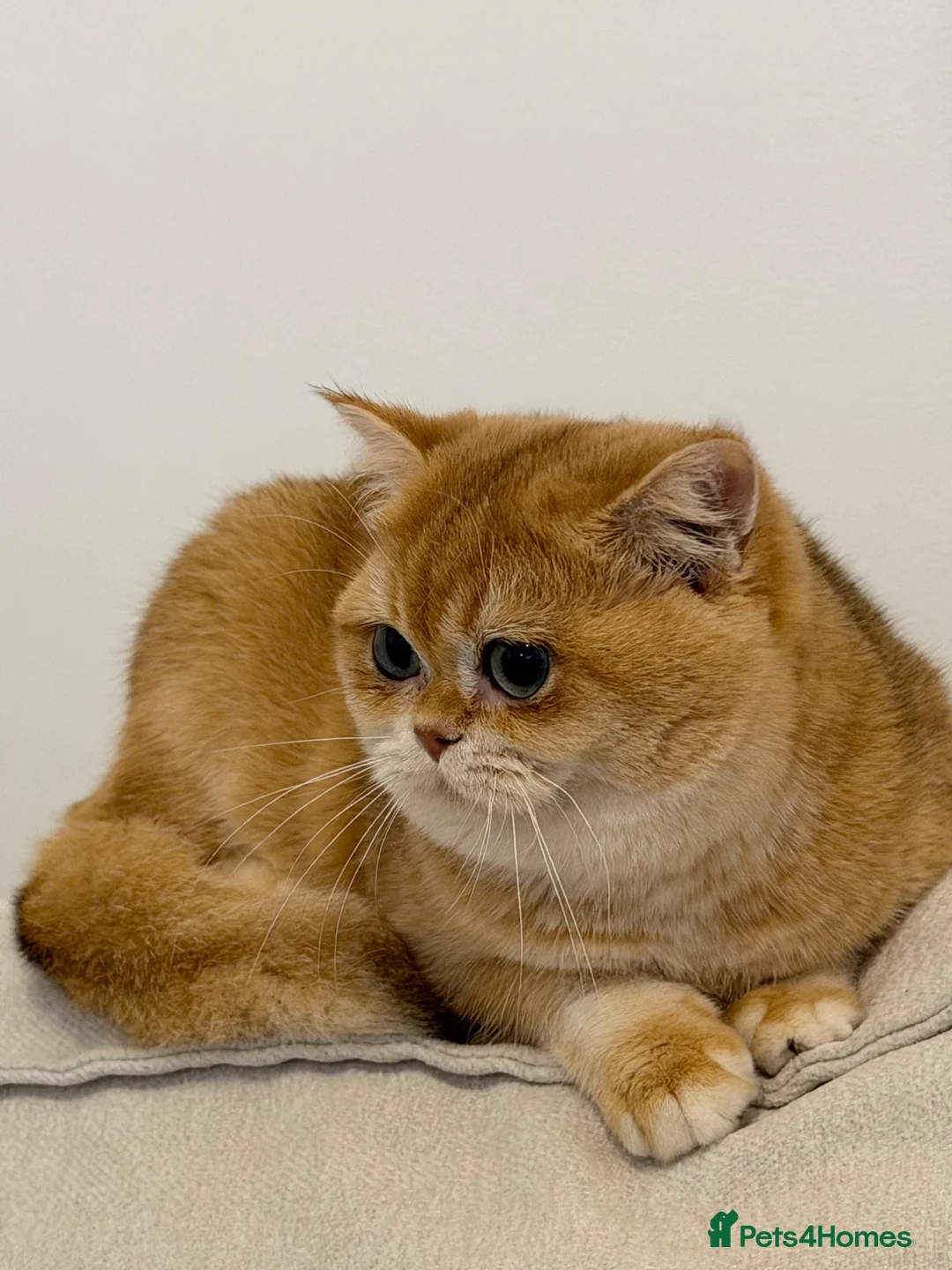 British Shorthair cats for sale: Active British Shorthair Female  - Advert 1