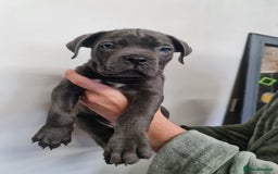 Cane Corso dogs for sale: 5 beautiful cane corso puppies  - Image 5