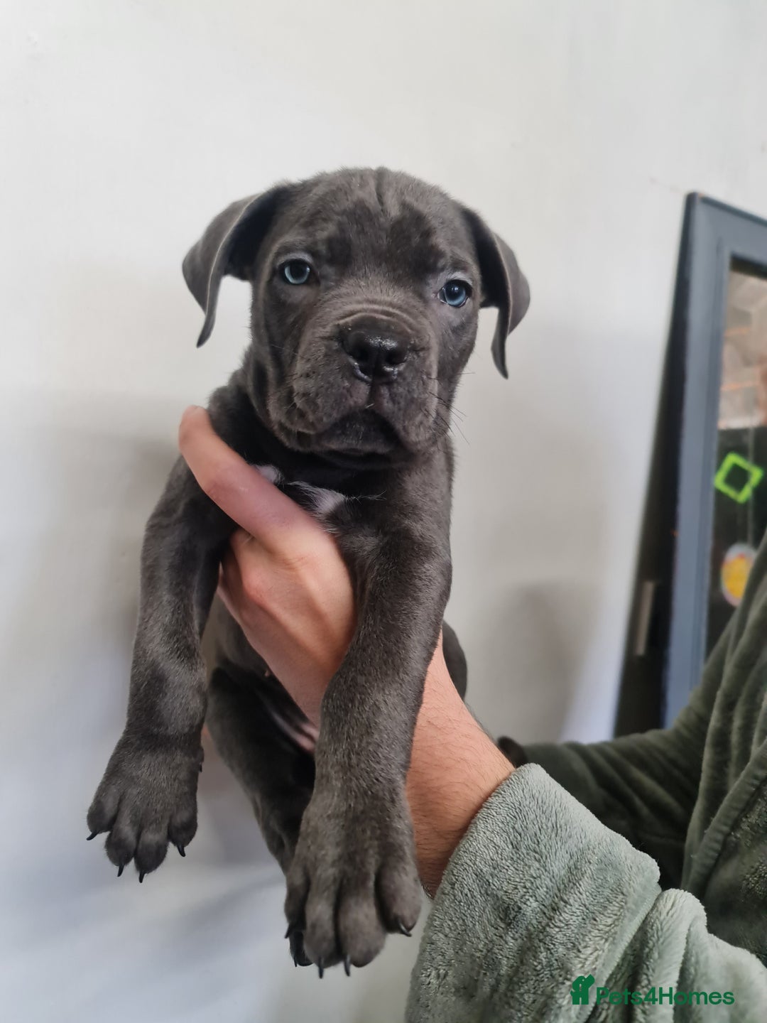 Cane Corso dogs for sale: 5 beautiful cane corso puppies  - Image 5