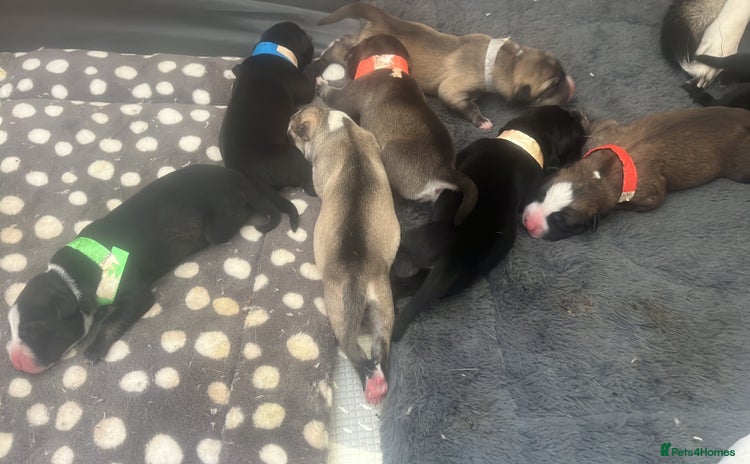 Mixed Breed dogs - Advert 2