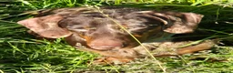 Miniature Dachshund dogs for sale: Miniature smooth haired dachshund  in Cowbridge - Advert 6