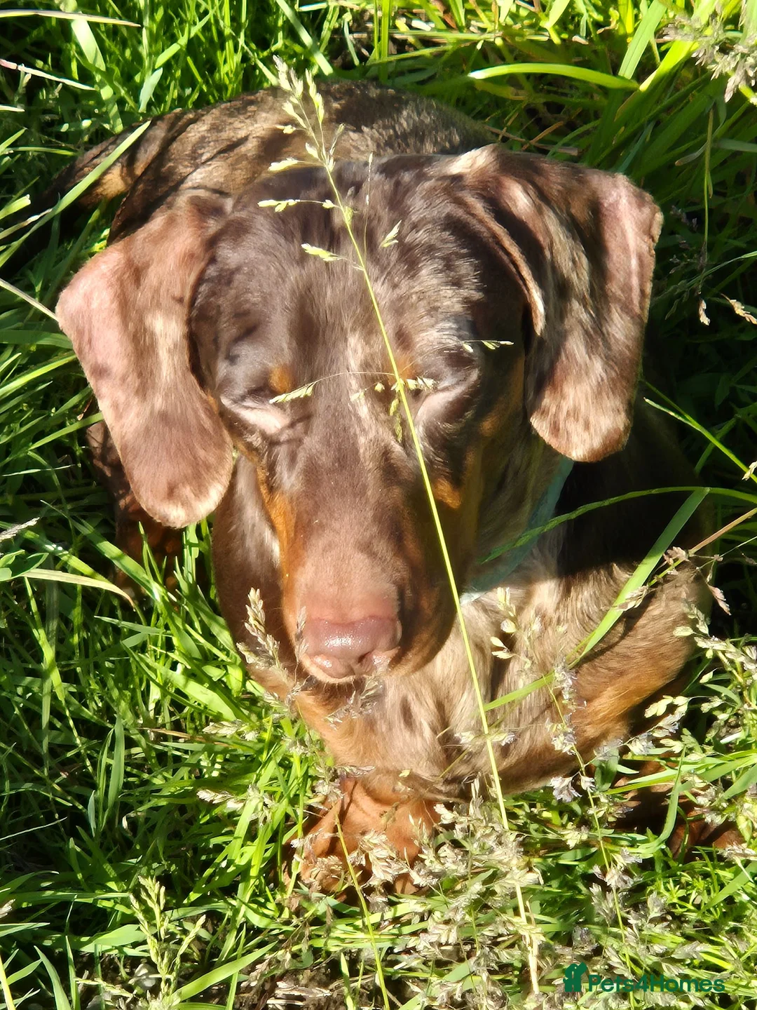 Miniature Dachshund dogs for sale: Miniature smooth haired dachshund  in Cowbridge - Advert 6