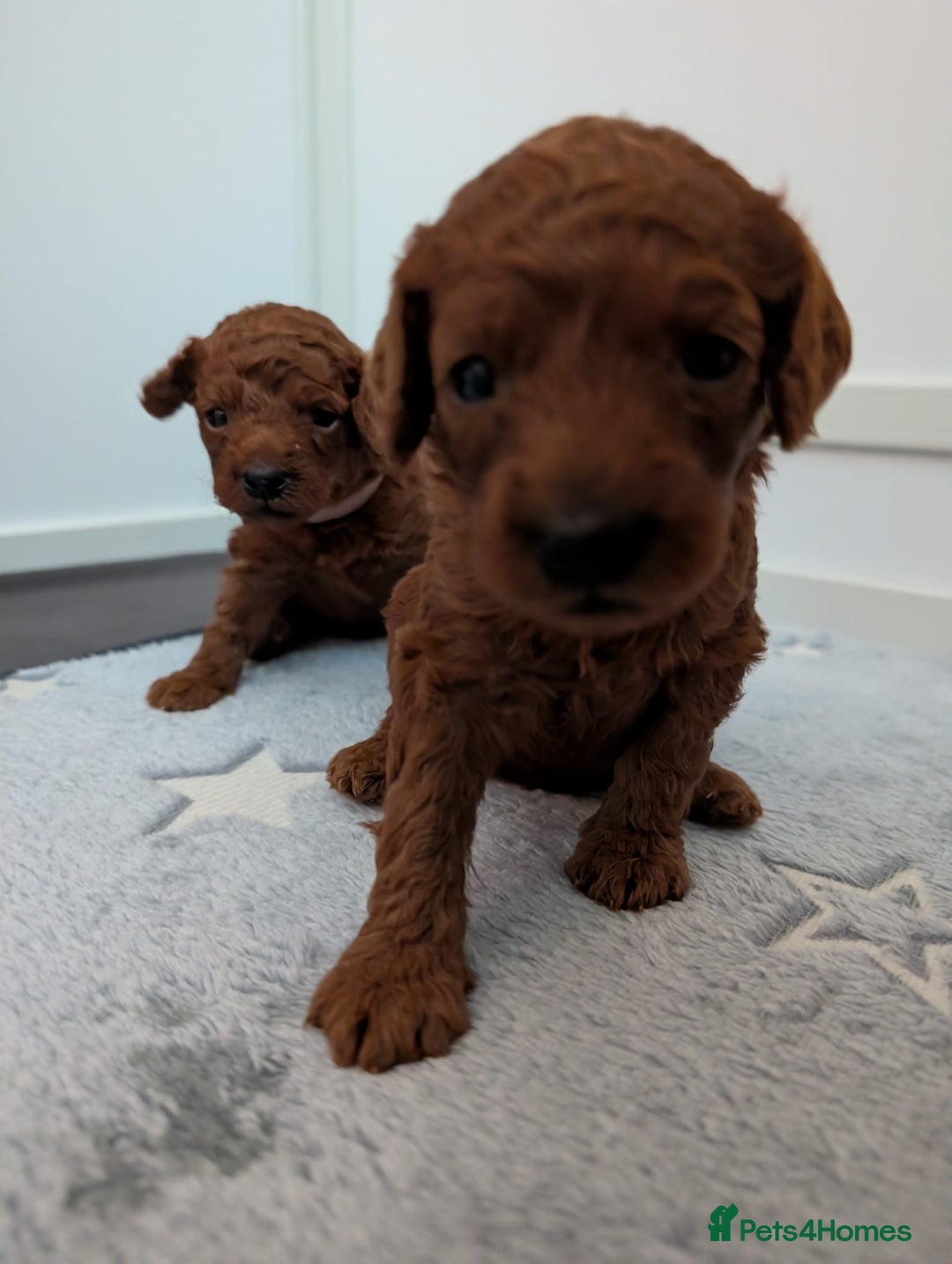 Miniature Poodle dogs for sale: Stunning red miniature poodle - Advert 3