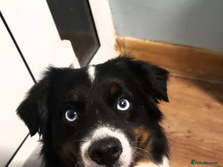 Australian Shepherd dogs Miniature Australian Shepherds ASDRegistered - Advert 2