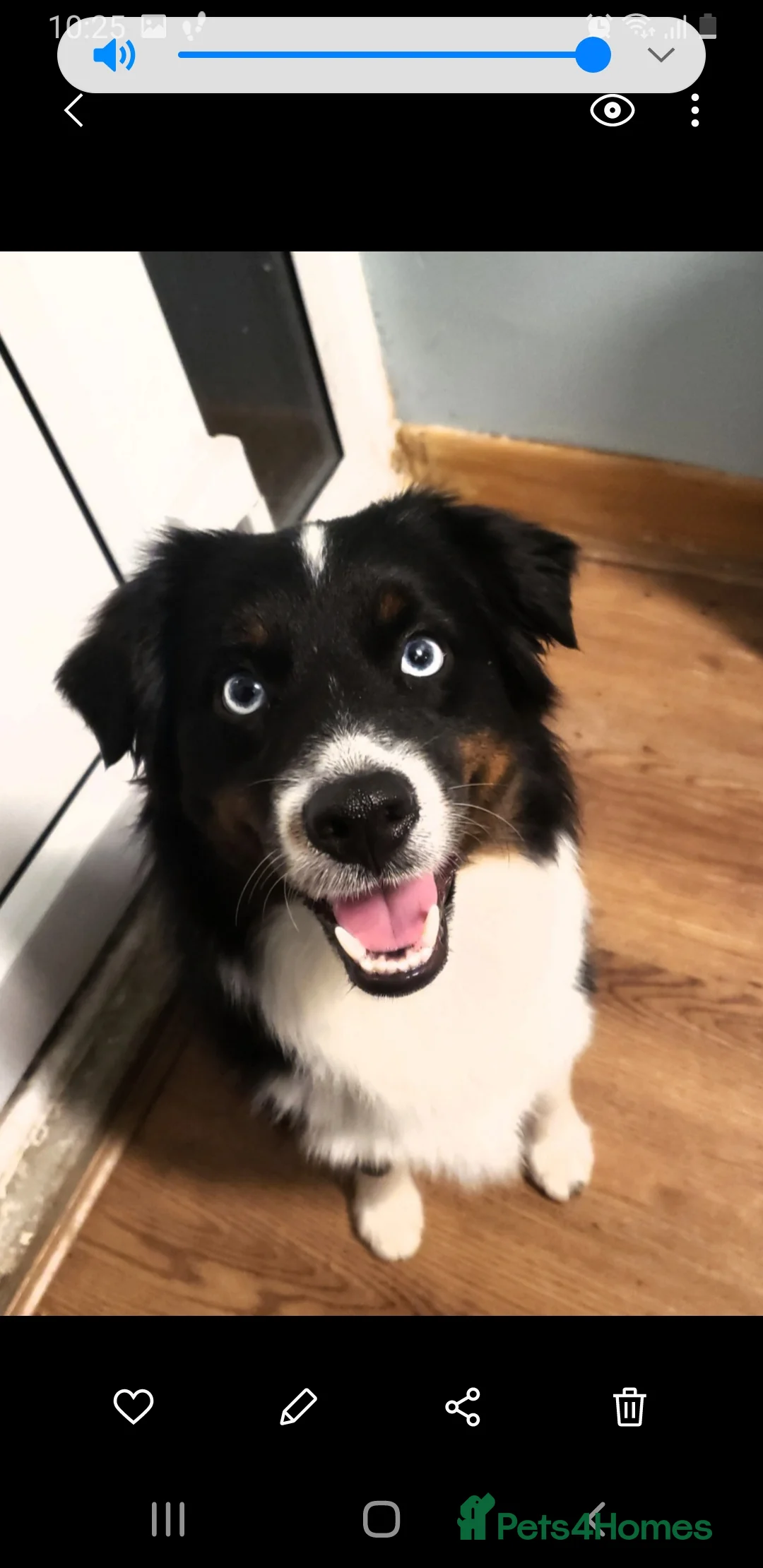 Australian Shepherd dogs for sale: Male Miniature Australian Shepherds ASDRegistered - Advert 4