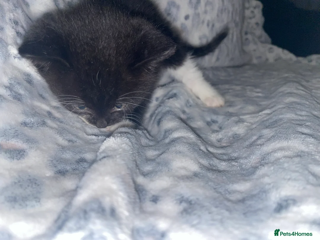 Mixed Breed cats for sale: ready to leave now! black and white kittens - Advert 19