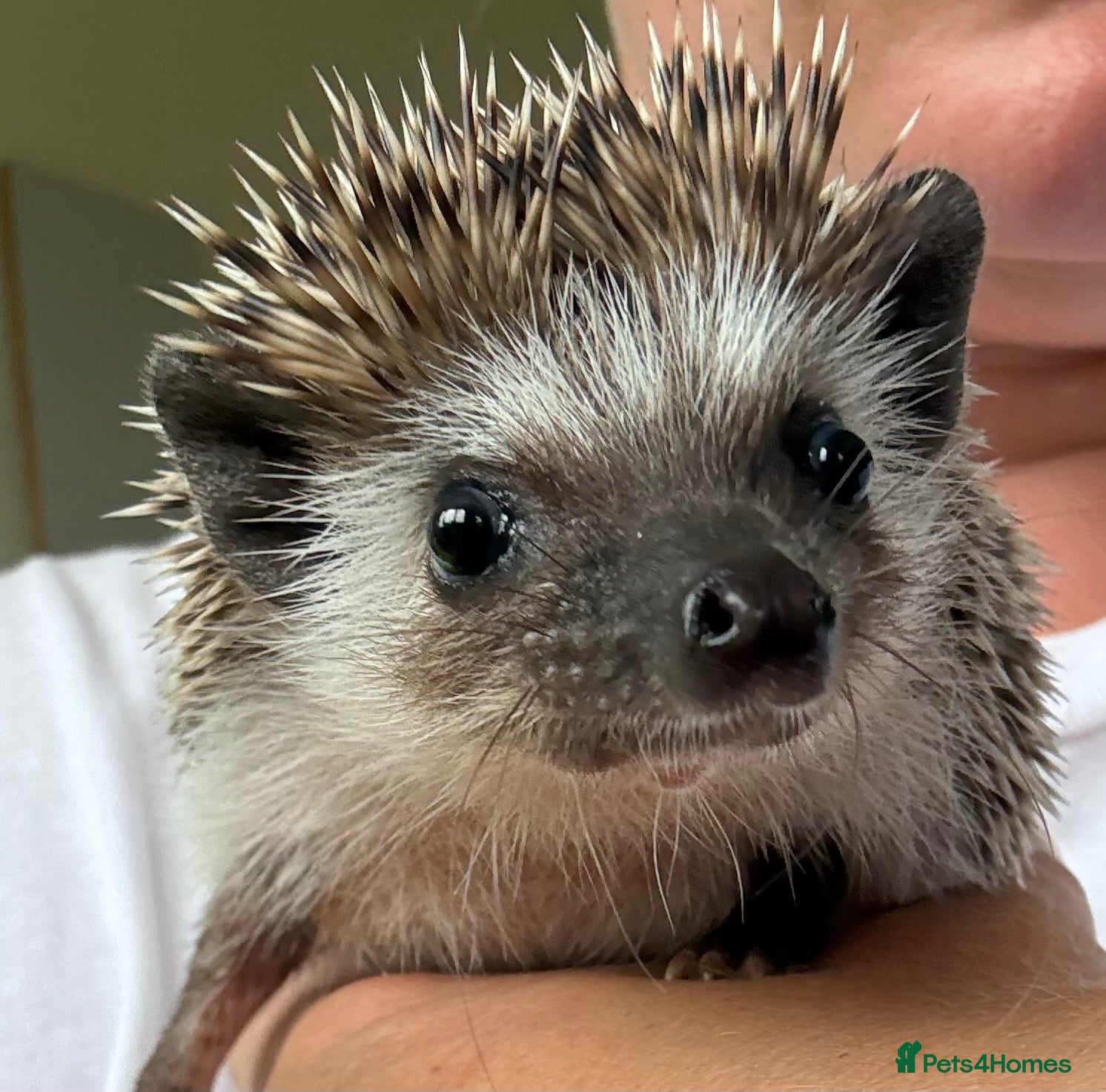 Pygmy Hedgehog rodents Male African Pygmy hedgehog  - Advert 5