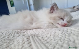 Ragdoll cats for sale: Ragdoll kittens  - Image 4
