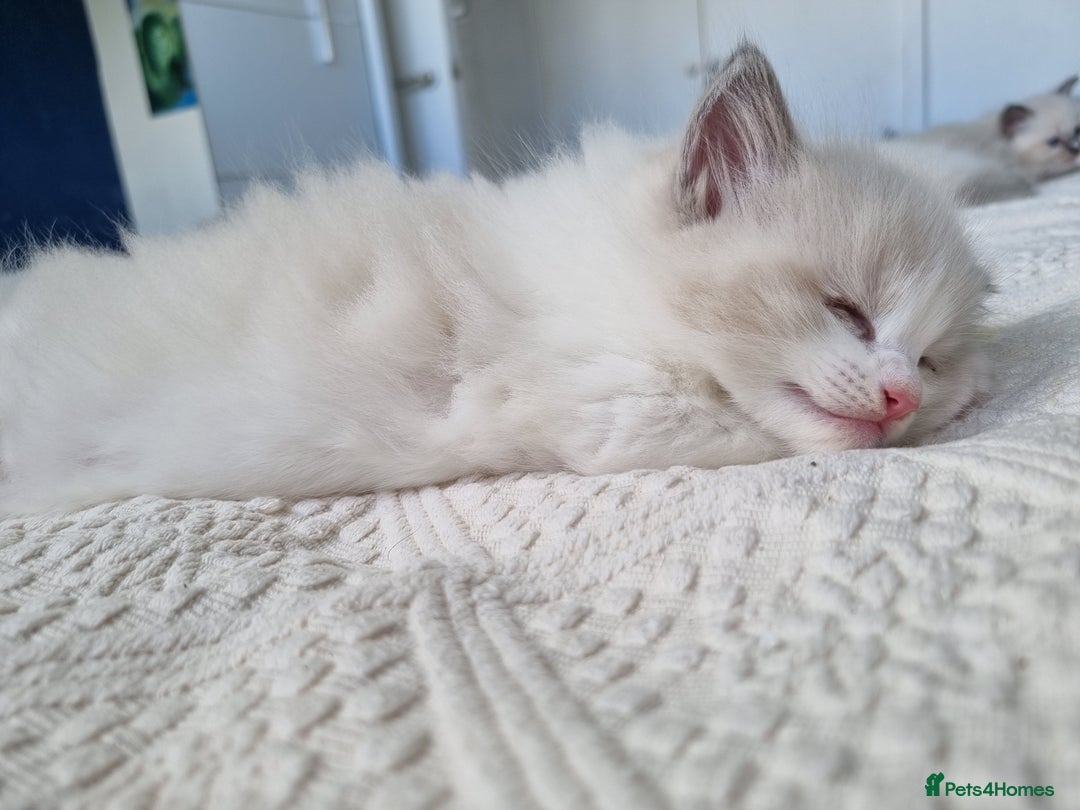 Ragdoll cats for sale: Ragdoll kittens  - Image 4