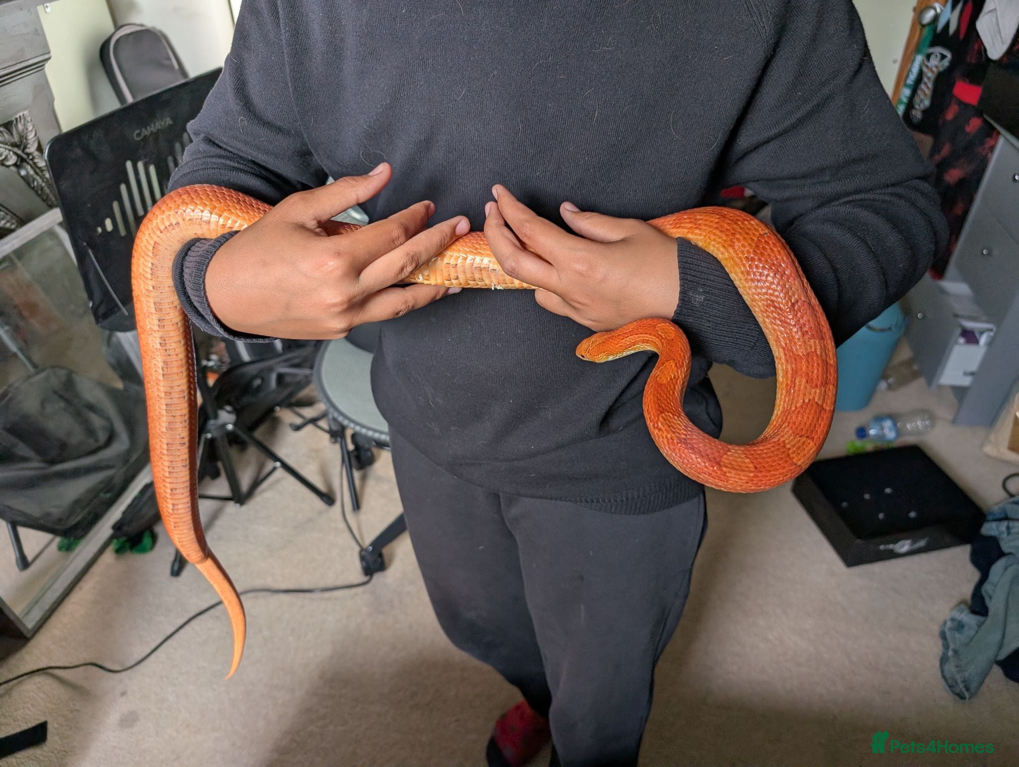 Corn Snake reptiles 1.5 year old female corn snake + viv for rehoming - Advert 5