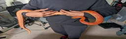Corn Snake reptiles for sale: 1.5 year old female corn snake + viv for rehoming in London - Advert 1