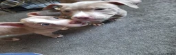 American Bully dogs for sale: American pocket bully puppies - Advert 15