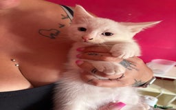 Mixed Breed cats for sale: 2 kittens left  - Image 3