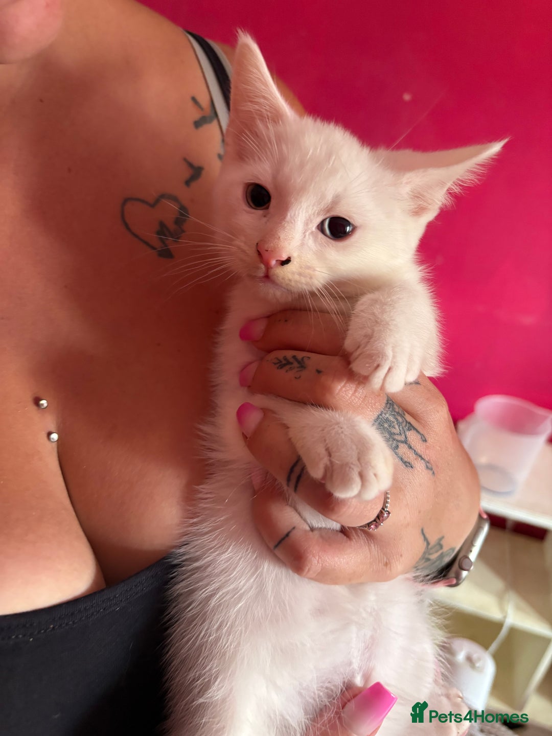 Mixed Breed cats for sale: 2 kittens left  - Image 3