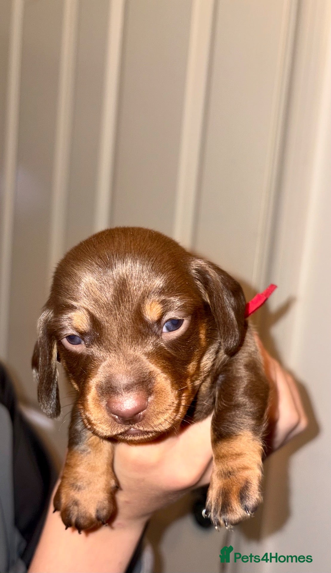 Miniature Dachshund dogs for sale: 🐾 STUNNING  MINIATURE DACHSHUND PUPPIES  - Advert 1