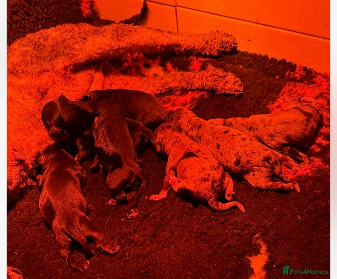 Cavapoo dogs for sale: Stunning DNA Clear Cavapoo Pups - Advert 18