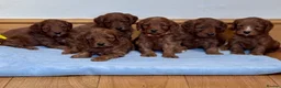Cockapoo dogs for sale: 🐾 6 lovely Red F1 Cockapoo puppies 🐾 - Advert 1