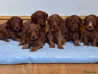 Cockapoo dogs 🐾 6 lovely Red F1 Cockapoo puppies 🐾 - Advert 2