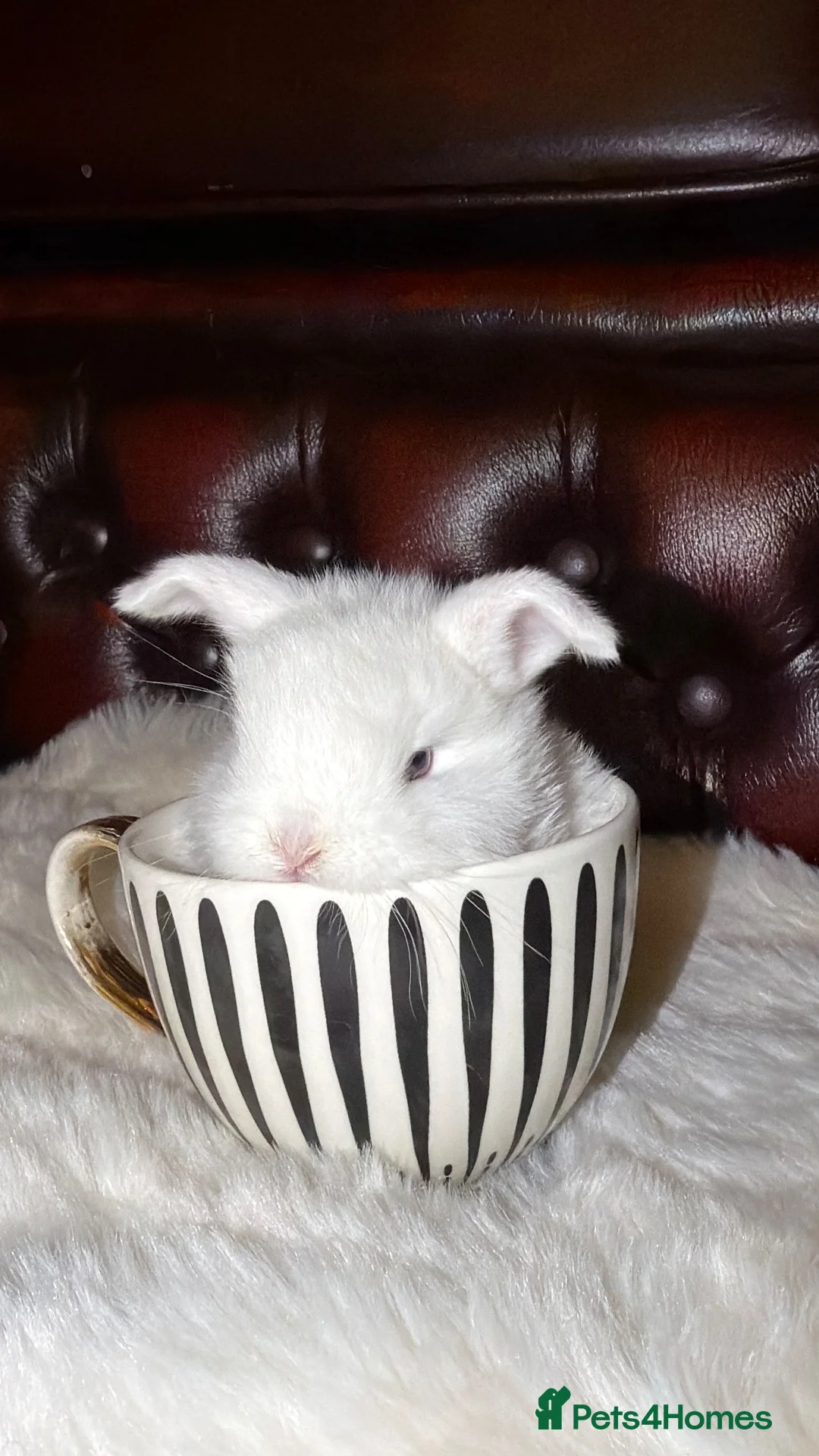 Mini Lop rabbits for sale: Pure bred quality mini plush lops RTR!!!  - Advert 4