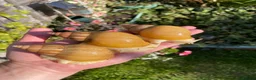 Snails invertebrates for sale: Albino Giant African Snails for sale! - Advert 6