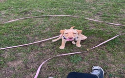 Labrador Retriever dogs for sale: nearly 7 month old labrador girl - Image 14
