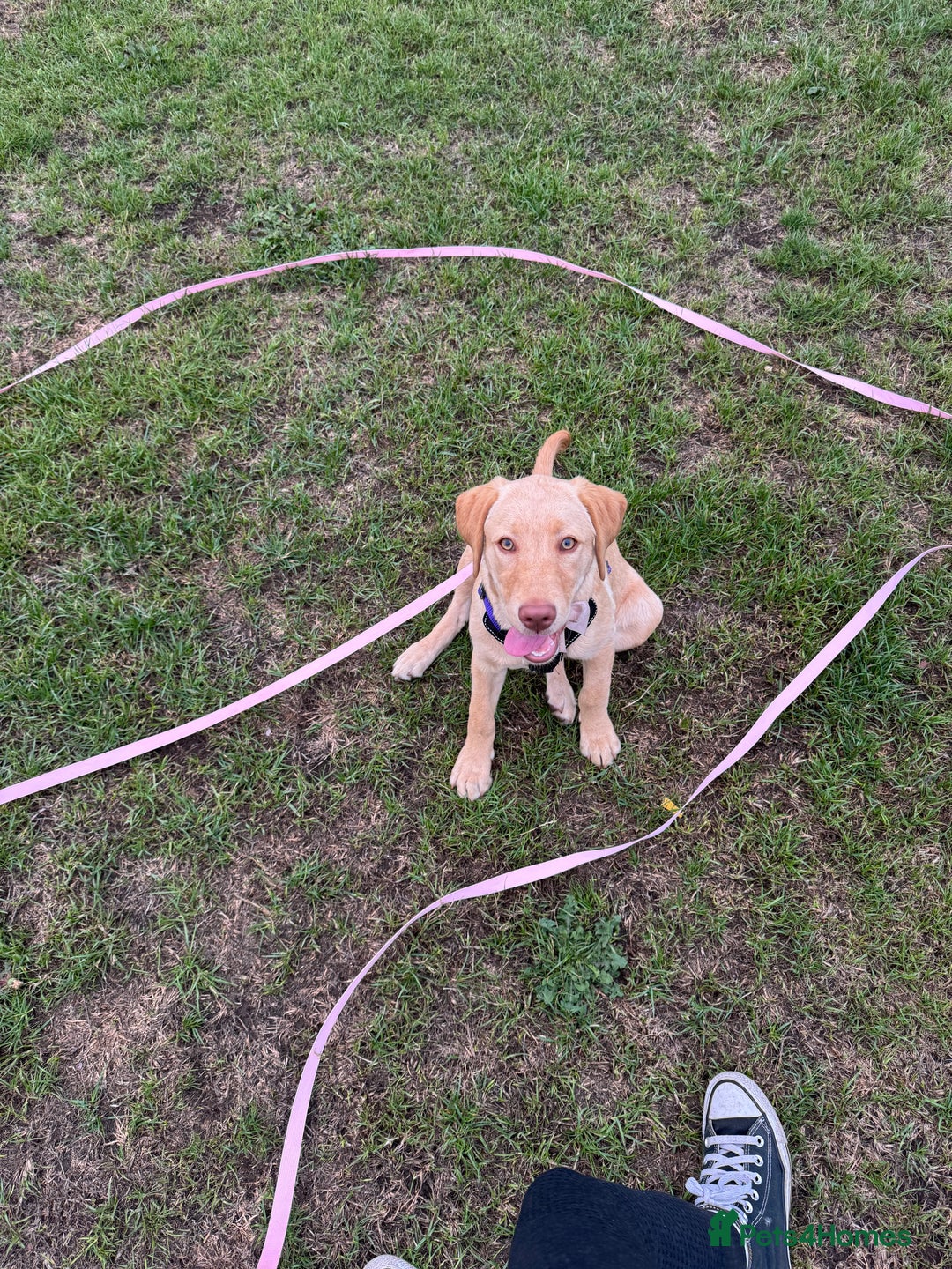 Labrador Retriever dogs for sale: nearly 7 month old labrador girl - Image 14
