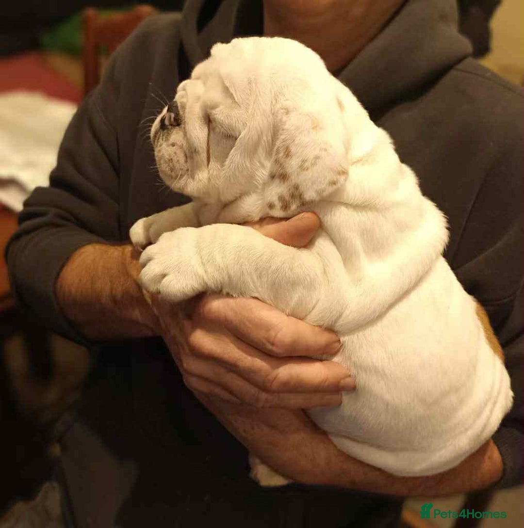 English Bulldog dogs for sale: 🐶Beautiful English bulldog puppies ❤️  - Image 5