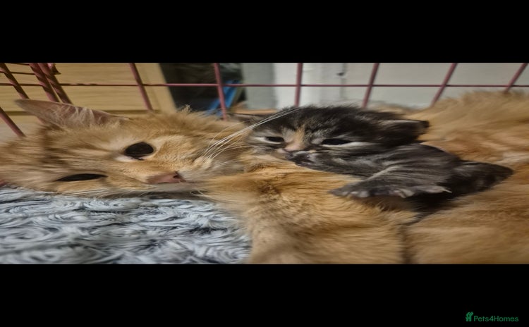 Maine Coon cats - Advert 13