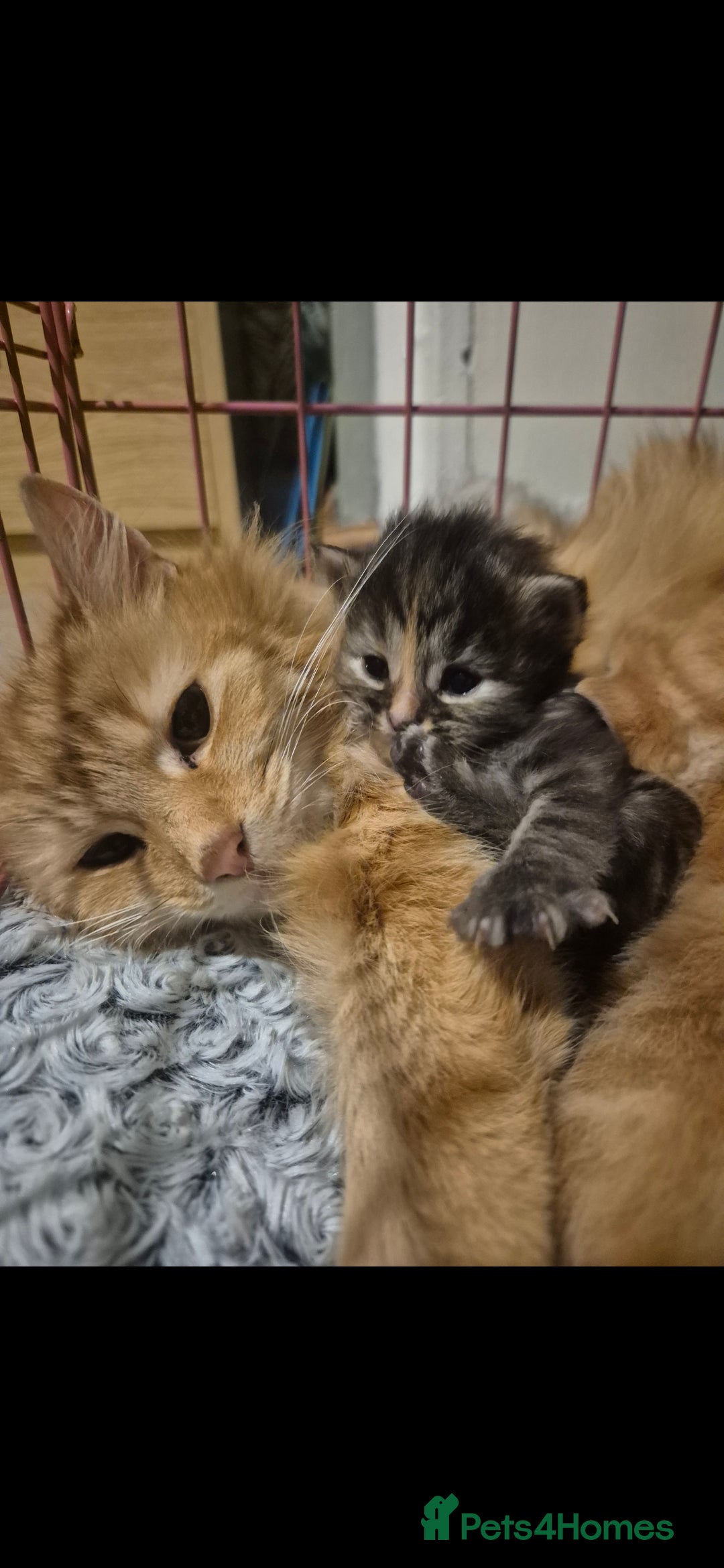 Maine Coon cats for sale: Maine coon x kittens - Image 1