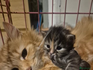 Maine Coon cats - Advert 22