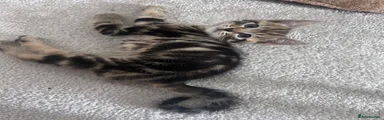 Domestic Shorthair 2