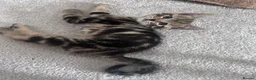 Domestic Shorthair cats for sale: 4 male, 1 female kitten  - Advert 2