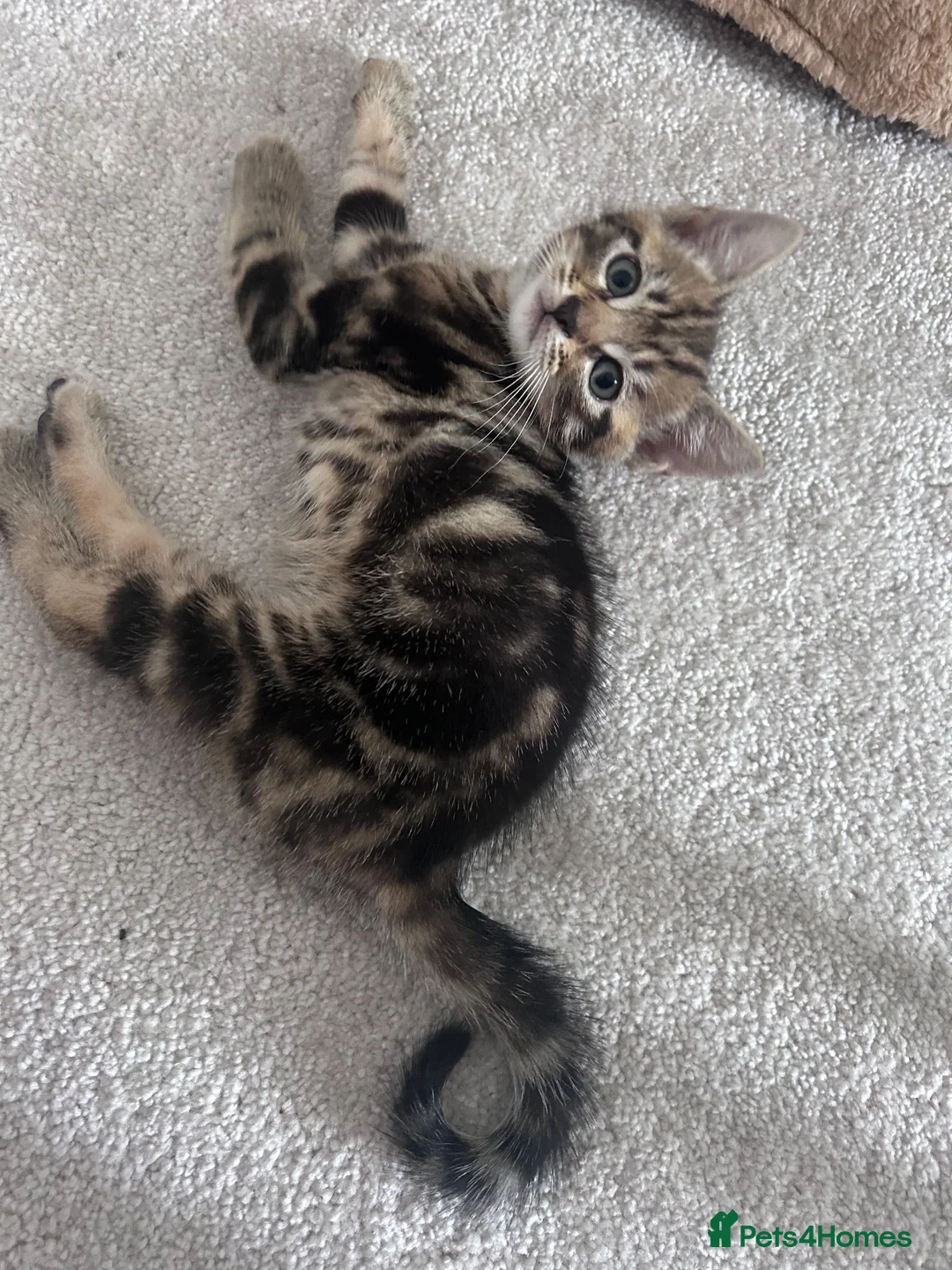 Domestic Shorthair cats for sale: 4 male, 1 female kitten  - Advert 2