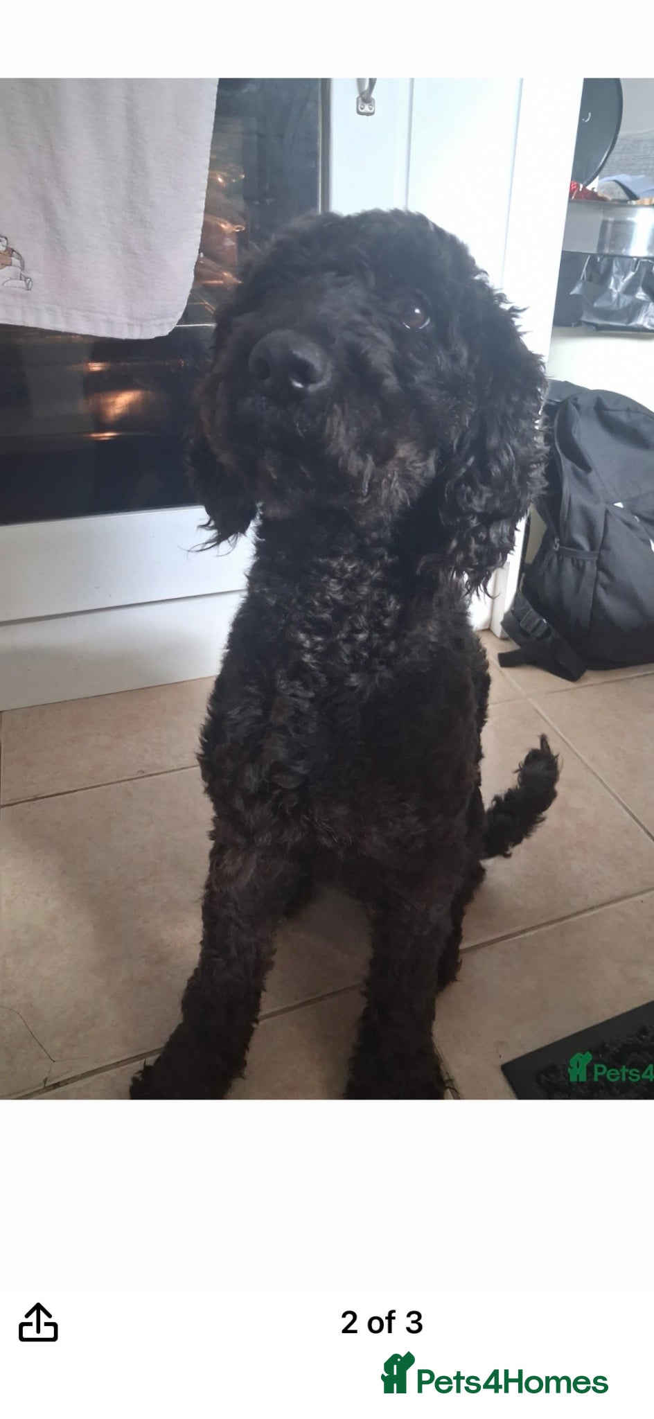 Cockapoo dogs Beautiful female cockapoo - Advert 1