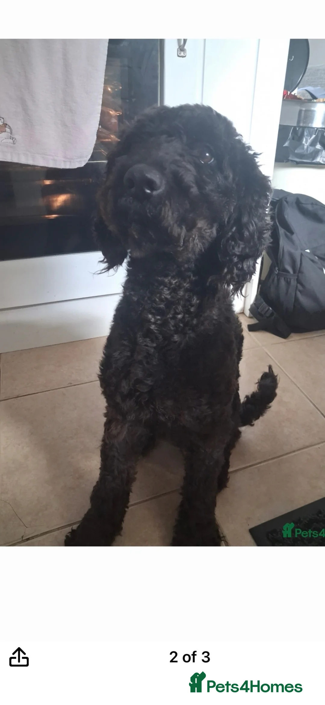 Cockapoo dogs for sale: Beautiful female cockapoo - Advert 1