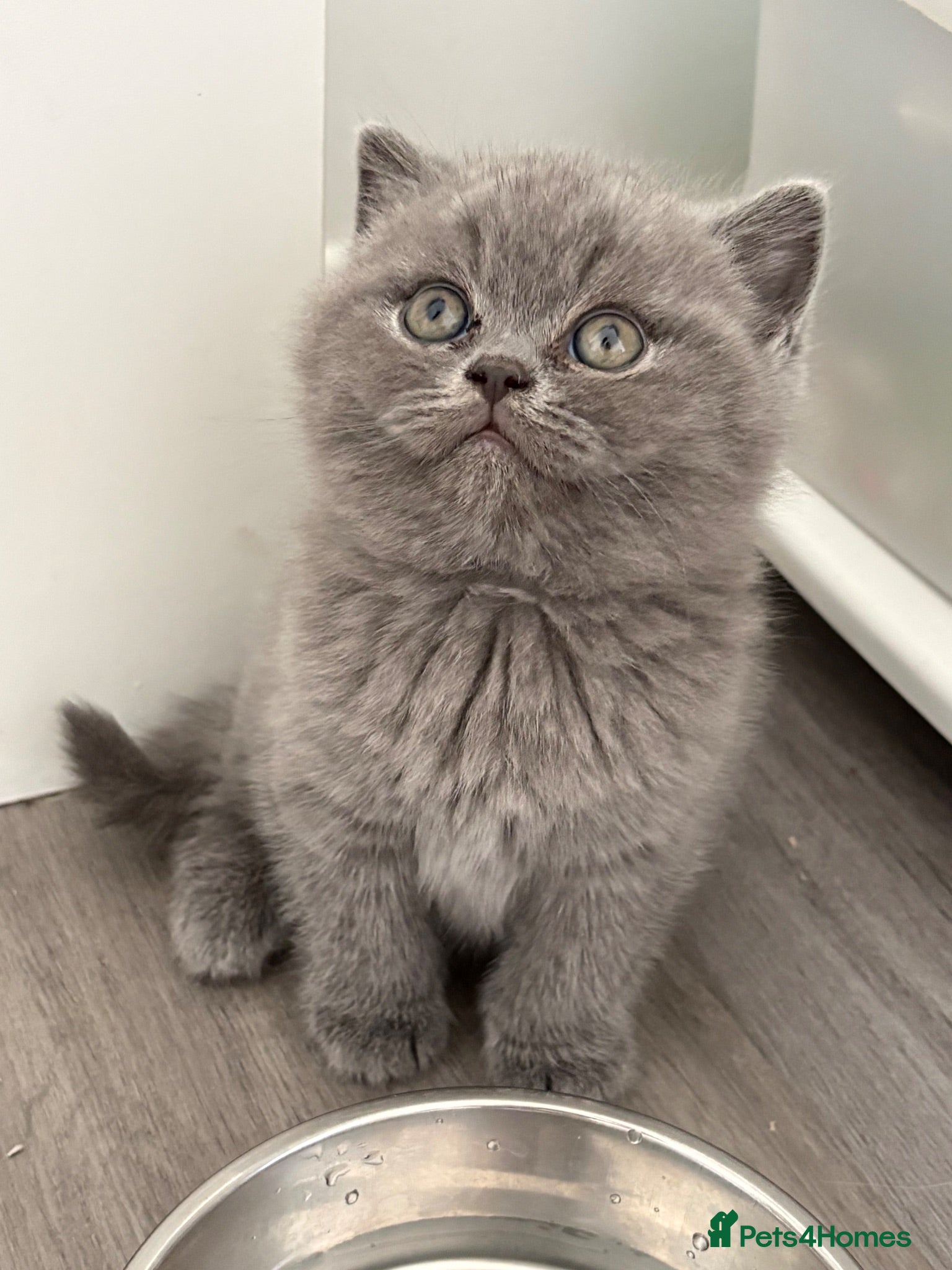 British Shorthair cats Gccf reg health tested British kittens  - Advert 1