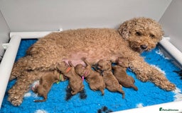 Toy Poodle dogs for sale: STUNNING RED TOY POODLE 🤩🐶 - Image 28
