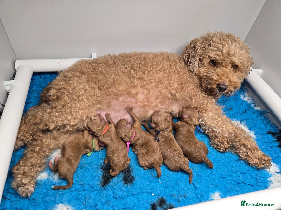 Toy Poodle dogs for sale: STUNNING RED TOY POODLE 🤩🐶 - Image 28
