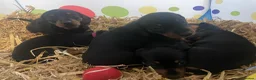 Miniature Dachshund dogs for sale: 4 black & tan miniature dachshund puppies. - Advert 26