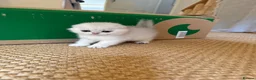 Scottish Fold cats for sale: ‼️READY TO RESERVE beautiful Scottish fold kittens - Advert 6